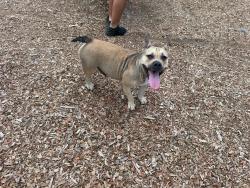 Found/Stray Female Dog last seen Back parking lot, near baseball fields, Holiday, FL 34691