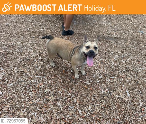 Found/Stray Female Dog last seen Back parking lot, near baseball fields, Holiday, FL 34691