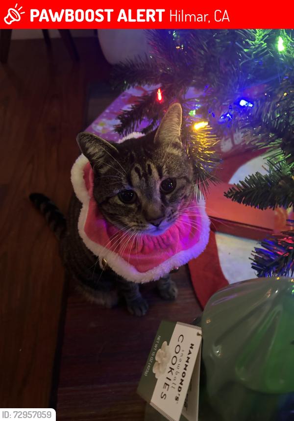 Lost Female Cat last seen Rexham Camden, Hilmar, CA 95324