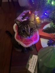 Lost Female Cat last seen Rexham Camden, Hilmar, CA 95324
