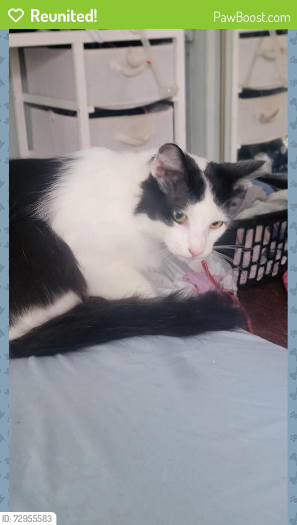 Reunited Male Cat last seen Hwy 11-e, jenkins hollow rd, Elizabethton, TN 37643
