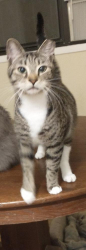 Lost Female Cat last seen NE 10th Dr, near NE 9th St and 23rd Ave, Gainesville, FL 32609