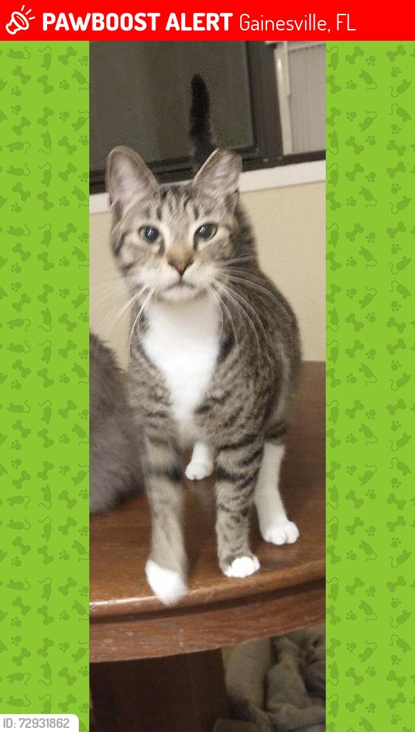 Lost Female Cat last seen NE 10th Dr, near NE 9th St and 23rd Ave, Gainesville, FL 32609