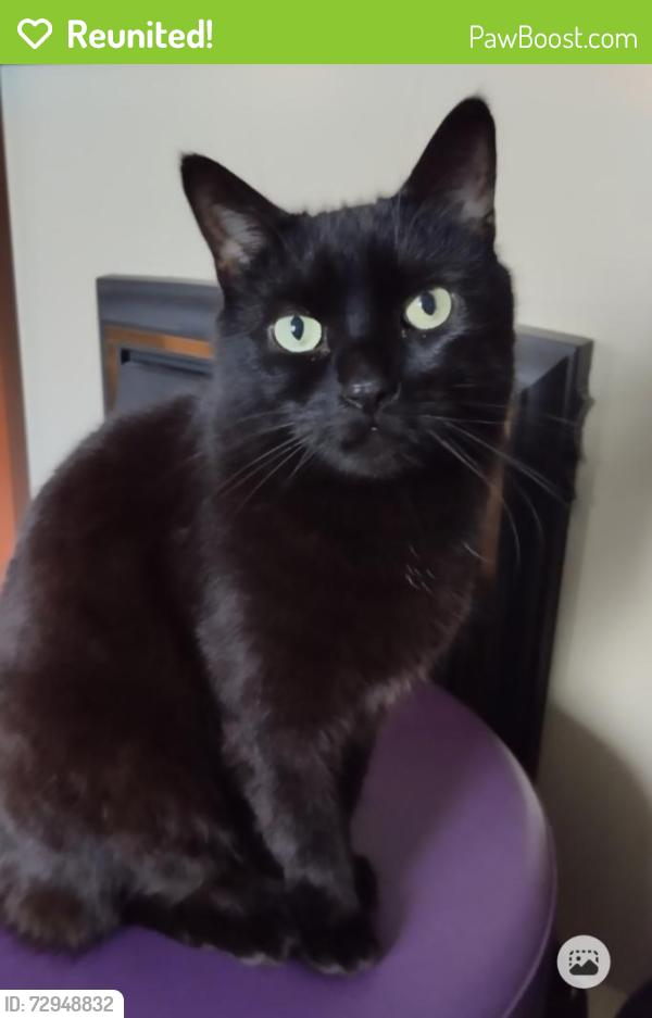 Reunited Male Cat last seen Alexandra Park Ave and Gainsborough Drive, Belfast, Northern Ireland BT15