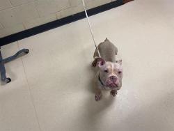 Shelter Stray Female Dog last seen Near BLOCK W SPENCER PL, Milwaukee, WI 53215
