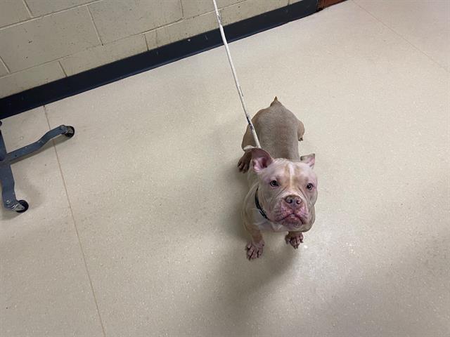 Shelter Stray Female Dog last seen Near BLOCK W SPENCER PL, Milwaukee, WI 53215