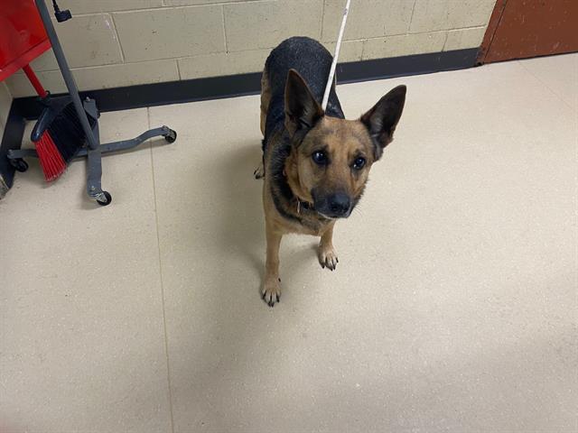 Shelter Stray Female Dog last seen Near BLOCK S 48TH ST, Milwaukee, WI 53215