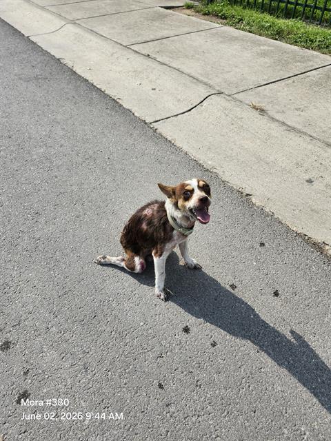 Shelter Stray Male Dog last seen GERALD, San Antonio, TX 78227