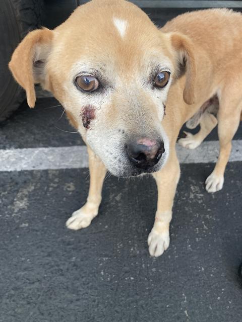 Shelter Stray Male Dog last seen Near BLK LEMON AVE. LONG BEACH CA 90805, Long Beach, CA 90815
