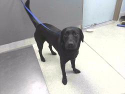 Shelter Stray Male Dog last seen Near BLOCK ORANGE AVE E, TALLAHASSEE FL 32311, Tallahassee, FL 32311