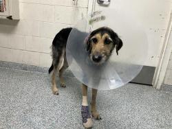 Shelter Stray Female Dog last seen Near BLOCK E PACIFIC COAST HWY, Long Beach, CA 90815