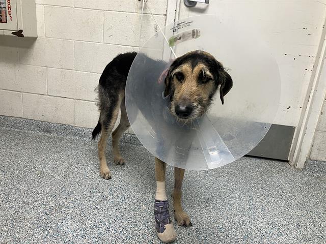 Shelter Stray Female Dog last seen Near BLOCK E PACIFIC COAST HWY, Long Beach, CA 90815