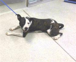 Shelter Stray Female Dog last seen HIDDEN POND RD, TALLAHASSEE FL 32317, Tallahassee, FL 32311