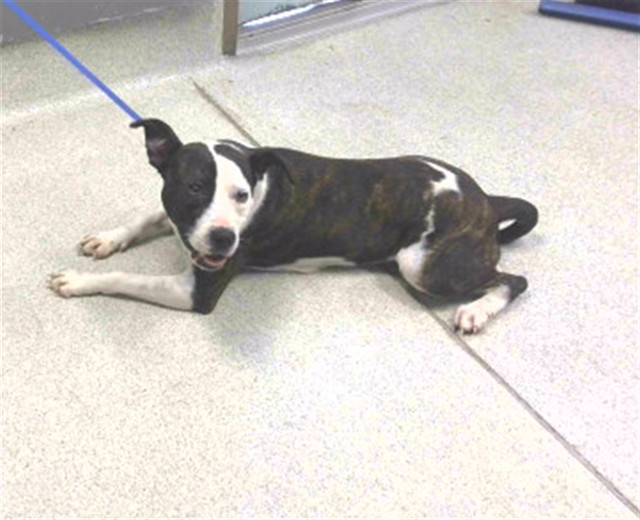 Shelter Stray Female Dog last seen HIDDEN POND RD, TALLAHASSEE FL 32317, Tallahassee, FL 32311