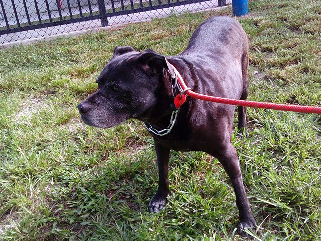 Shelter Stray Female Dog last seen Near BLOCK NE 8 AV, FORT LAUDERDALE FL 33304, Davie, FL 33312