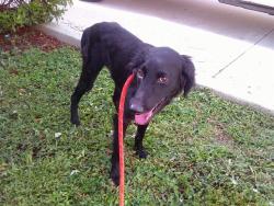 Shelter Stray Male Dog last seen Near BLOCK NW 46 AV, LAUDERDALE LAKES FL 33319, Davie, FL 33312