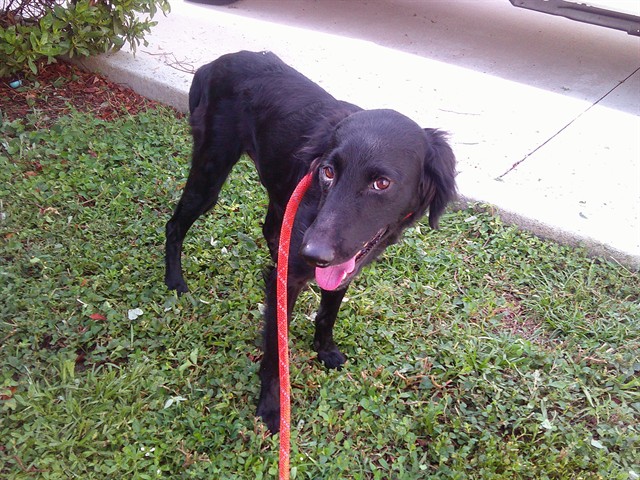 Shelter Stray Male Dog last seen Near BLOCK NW 46 AV, LAUDERDALE LAKES FL 33319, Davie, FL 33312
