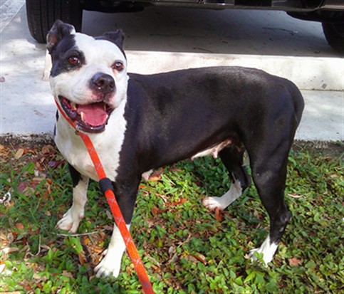 Shelter Stray Female Dog last seen Near BLOCK PINES BLVD, PEMBROKE PINES FL 33024, Davie, FL 33312