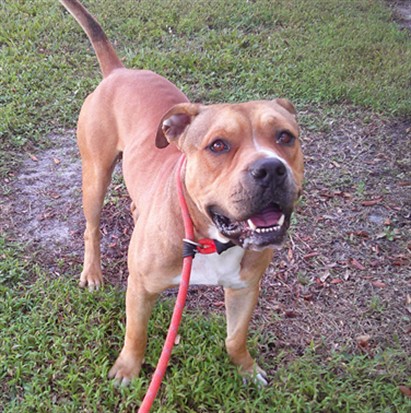Shelter Stray Male Dog last seen Near BLOCK NW 77 AV, TAMARAC, FL 33321, Davie, FL 33312