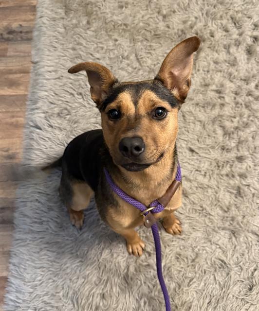 Shelter Stray Female Dog last seen CHARLOTTE, 8315 Byrum Dr, Charlotte, NC 28217, USA