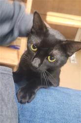 Shelter Stray Male Cat last seen LAKE ST LOUIS, St. Peters, MO 63376