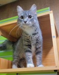 Shelter Stray Female Cat last seen ST PETERS, St. Peters, MO 63376