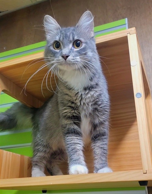 Shelter Stray Female Cat last seen ST PETERS, St. Peters, MO 63376