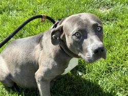Shelter Stray Female Dog last seen Near BLOCK W NORTHERN AVE, PUEBLO CO 81004, Pueblo, CO 81008