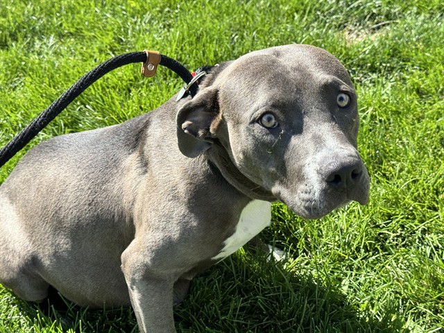 Shelter Stray Female Dog last seen Near BLOCK W NORTHERN AVE, PUEBLO CO 81004, Pueblo, CO 81008
