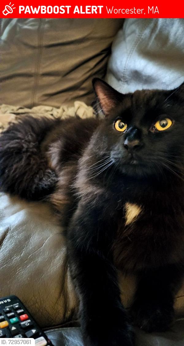 Lost Male Cat last seen Malden St. Brooks St. , Worcester, MA 01606
