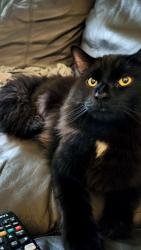 Lost Male Cat last seen Malden St. Brooks St. , Worcester, MA 01606