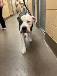 Shelter Stray Male Dog last seen Near BLOCK N 119TH ST W, VALLEY CENTER KS 67147, Wichita, KS 67219