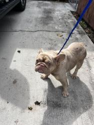 Shelter Stray Female Dog last seen Near BLOCK SW 93RD AVE, Doral, FL 33122