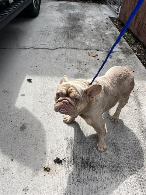 Shelter Stray Female Dog last seen Near BLOCK SW 93RD AVE, Doral, FL 33122