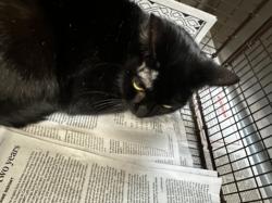 Shelter Stray Female Cat last seen , Los Angeles, CA 90031