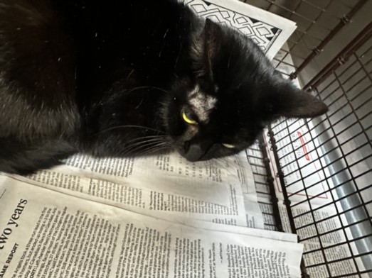 Shelter Stray Female Cat last seen , Los Angeles, CA 90031