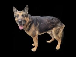 Shelter Stray Male Dog last seen , Los Angeles, CA 90031