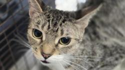 Shelter Stray Female Cat last seen , Los Angeles, CA 90031