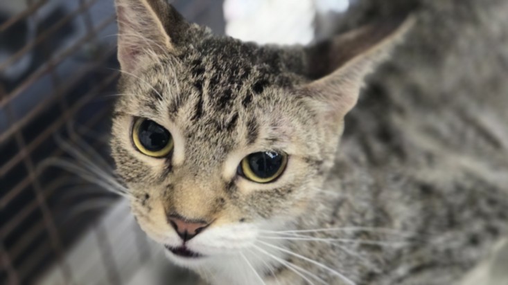Shelter Stray Female Cat last seen , Los Angeles, CA 90031