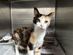Shelter Stray Female Cat last seen , Los Angeles, CA 90031