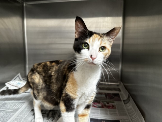 Shelter Stray Female Cat last seen , Los Angeles, CA 90031