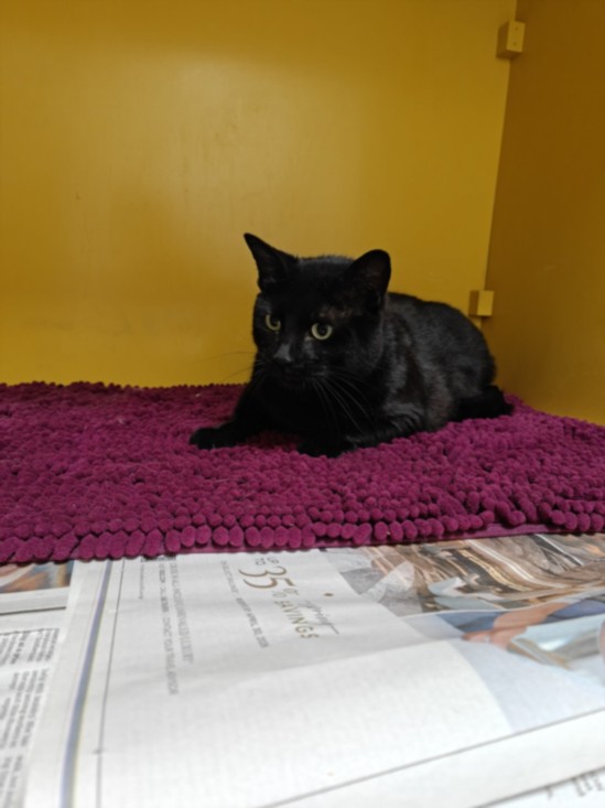Shelter Stray Female Cat last seen , Los Angeles, CA 90031