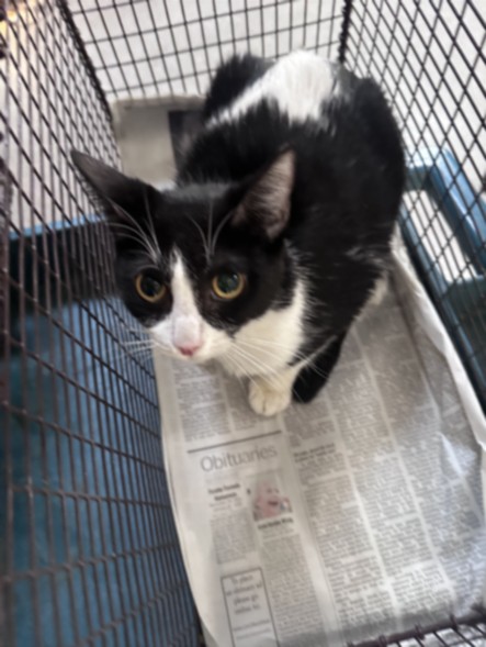 Shelter Stray Female Cat last seen , Los Angeles, CA 90031