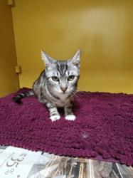 Shelter Stray Female Cat last seen , Los Angeles, CA 90031