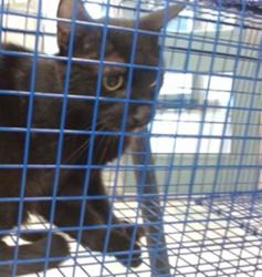 Shelter Stray Unknown Cat last seen , Oklahoma City, OK 73129