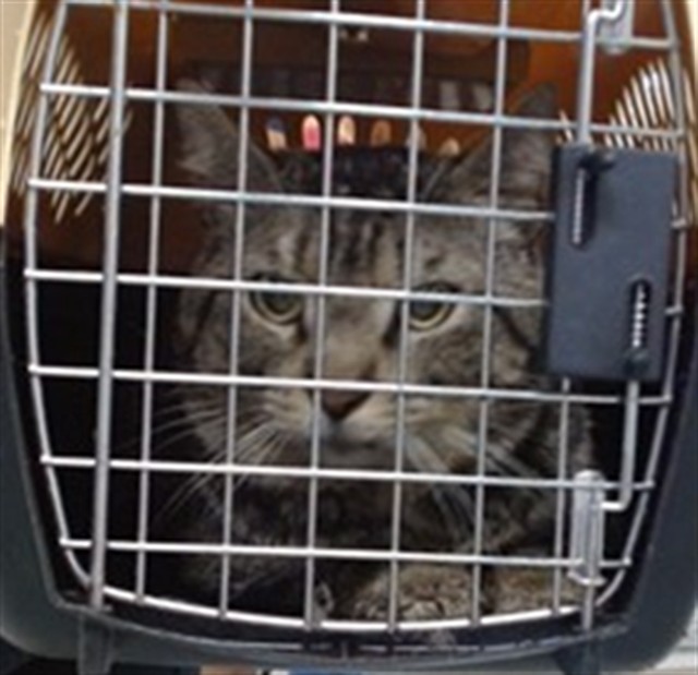 Shelter Stray Unknown Cat last seen Near BLOCK NW 21ST OKC, Oklahoma City, OK 73129