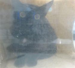 Shelter Stray Unknown Cat last seen , Oklahoma City, OK 73129