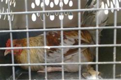Shelter Stray Unknown Bird last seen Near BLOCK OF ELM VIEW, Oklahoma City, OK 73129