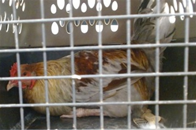 Shelter Stray Unknown Bird last seen Near BLOCK OF ELM VIEW, Oklahoma City, OK 73129