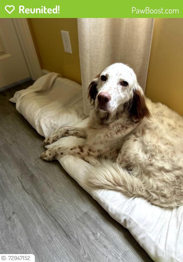 Reunited Female Dog last seen Myrtle Grove Road, Wilmington, NC 28409